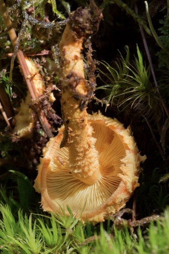 Strophariaceae_Pholiota flammans 2-2.jpg