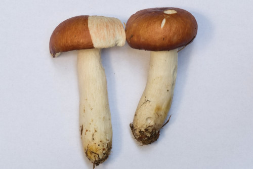 Russulaceae_Russula paludosa cf 1.jpg