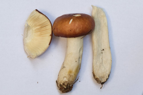 Russulaceae_Russula paludosa cf 3.jpg