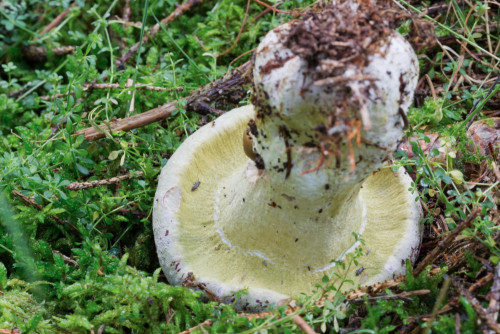 Boletaceae_Butyriboletus sp cf 2.jpg