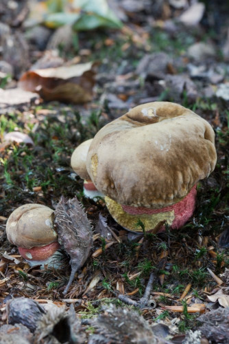 Boletaceae_Neoboletus luridiformis 1-2.jpg