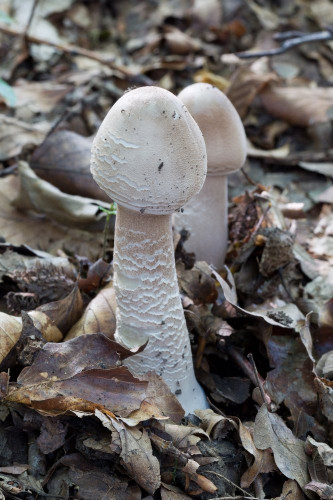 Agaricaceae_Macrolepiota procera 1-2.jpg