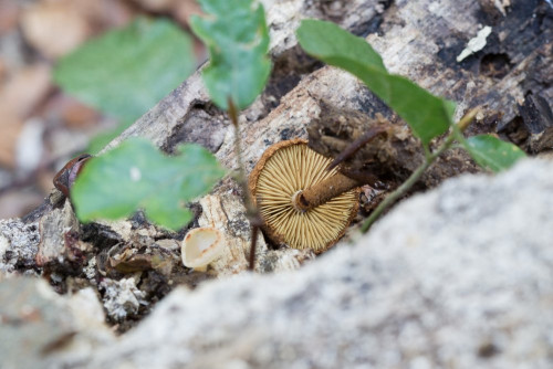 Tubariaceae_Flammulaster muricatus 3.jpg