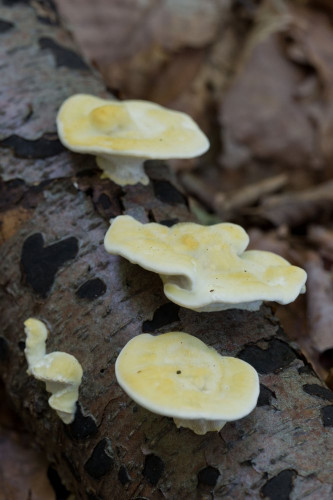 Coriolaceae_Trametes hirsuta 2-2.jpg