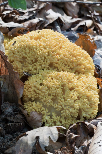 Ramaria sp cf 1-2.jpg