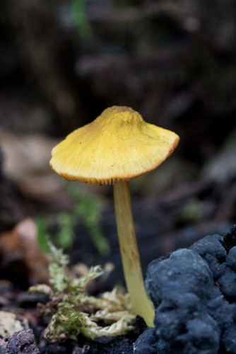 Pluteaceae_Pluteus chrysophaeus 2-2.jpg