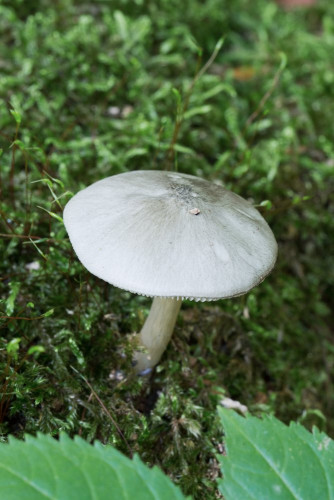 Pluteaceae_Pluteus cinereofuscus cf 1-2.jpg