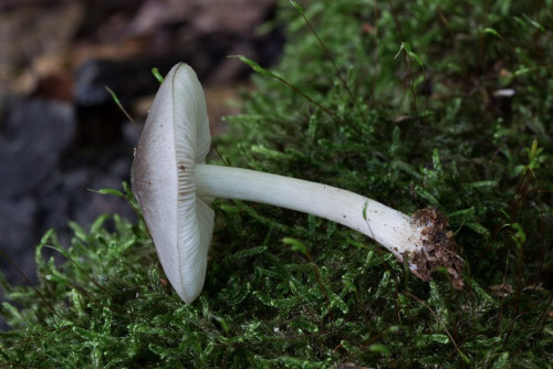 Pluteaceae_Pluteus cinereofuscus cf 3-2.jpg