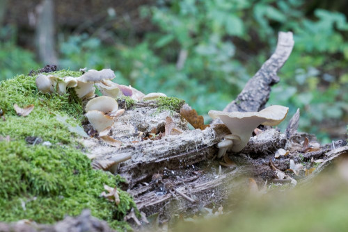 Polyporaceae_Picipes badius 1.jpg