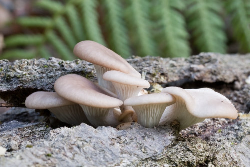 Polyporaceae_Pleurotus ostreatus.jpg