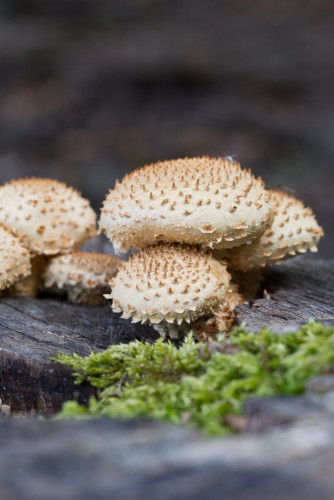 Strophariaceae_Pholiota squarrosa.jpg