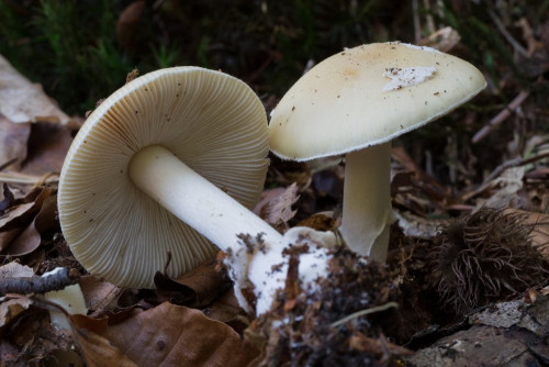 Amanitaceae_Amanita gemmata 2-2.jpg