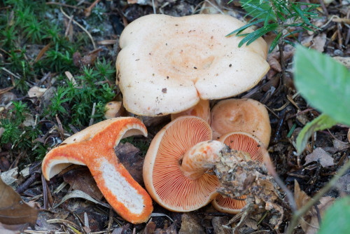 Russulaceae_Lactarius salmonicolor 4-2.jpg