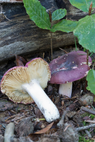 Russulaceae_Russula turci 2-2.jpg