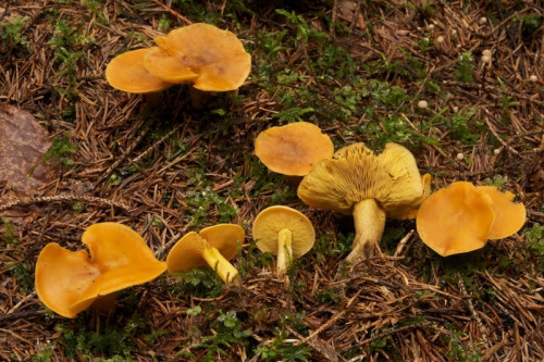 2014-08-15-Feldkirch 2014-074 - Calocybe chrysenteron.jpg