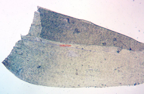 Hylocomium splendens;Stengelblatt;Basis;Obj.4x.jpg
