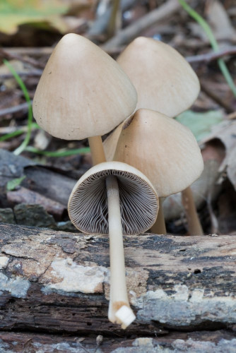 Coprinaceae_Psathyrella conopilus 1-2.jpg