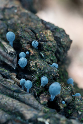 Tricholomataceae_Mycena pseudocorticola 7-2.jpg