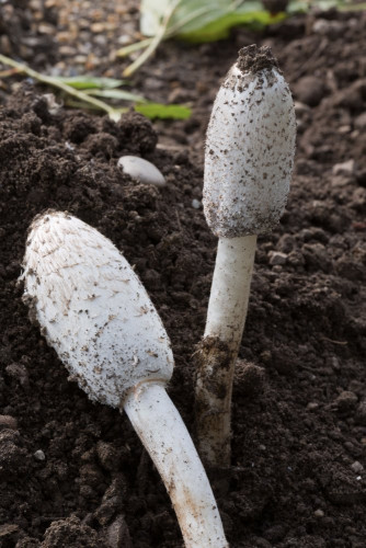 Coprinaceae_Coprinus levisticolens cf 1-2.jpg