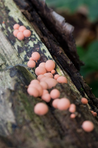 Enteridiaceae_Lycogala epidendrum 3-2.jpg