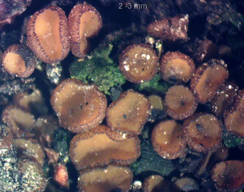 Anthracobia maurilabra; Brandstelle,Garten;2mm.jpg
