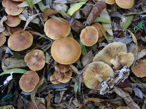 Pholiota spumosa.JPG