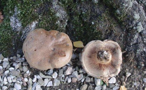 Paxillus involutus.JPG