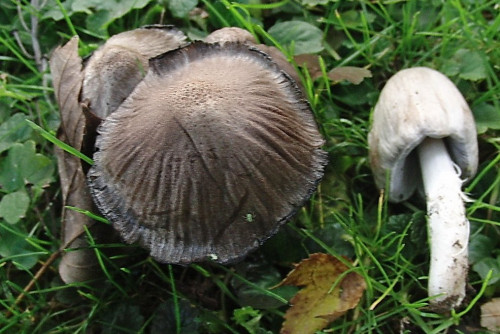 Coprinopsis atramentaria.JPG