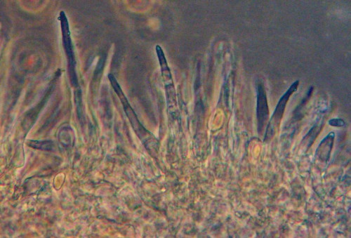 Pholiotina pygmaeoaffinis;Zystiden;Obj.40xPhK.jpg