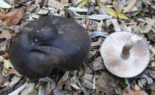 Pluteus cervinus.JPG