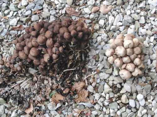 Psathyrella piluliformis.JPG