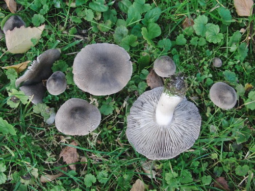 Tricholoma terreum.JPG