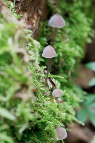 Tricholomataceae_Mycena maculata 1-2.jpg