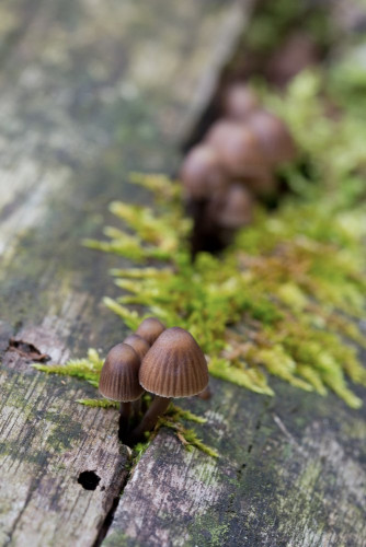 Tricholomataceae_Mycena stipata 4-2.jpg