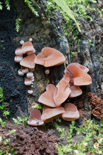 Auriculariaceae_Auricularia auricula-judae 1-2.jpg