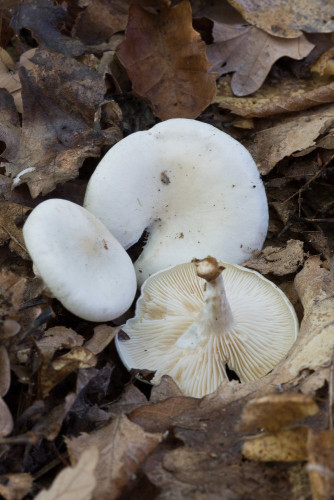 Tricholomataceae_Clitocybe fragrans 1-2.jpg