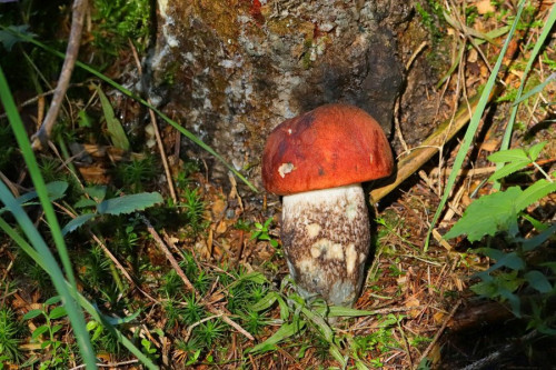 2019-09-10 #14332-w Leccinum piceinum.jpg