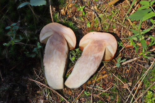 2019-09-10 #14340-w Leccinum piceinum.jpg