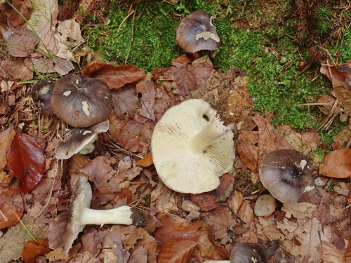 Tricholoma portentosum-StO.JPG