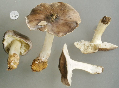 Tricholoma portentosum-Studio.JPG