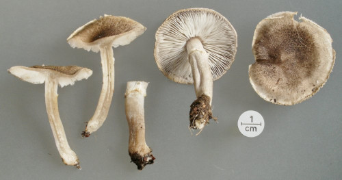 Tricholoma cingulatum-Studio.JPG