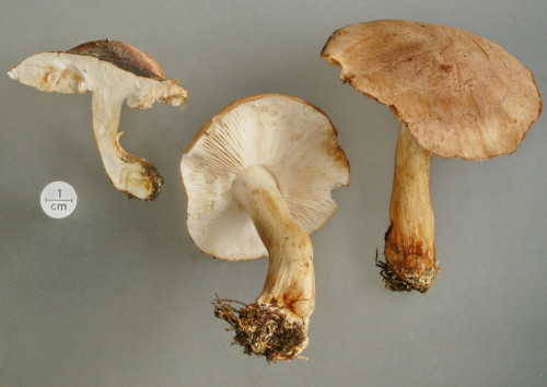 Tricholoma populinum-Studio.JPG