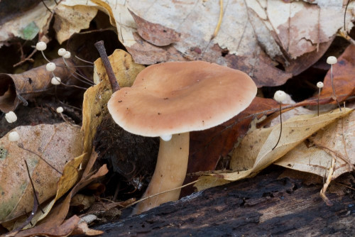 Russulaceae_Lactarius subdulcis 1-2.jpg