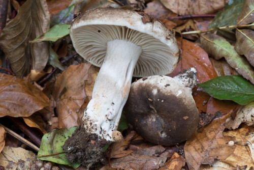 Russulaceae_Russula nigrescens 2-2.jpg