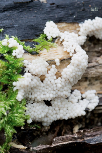 Ceratiomyxa fruticulosa cf 1-2.jpg