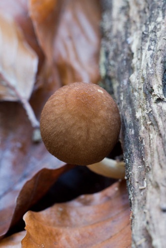 Pluteaceae_Pluteus phlebophorus 1-2.jpg