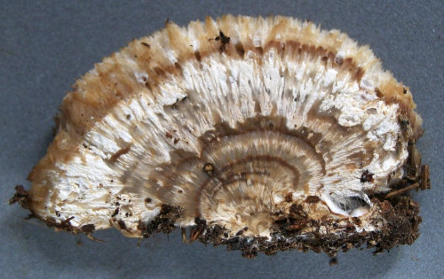 Oligoporus ptychogaster,Schnitt.JPG