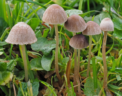 Psathyrella potteri.jpg