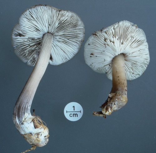 Collybia Vergleichsbild;US.JPG