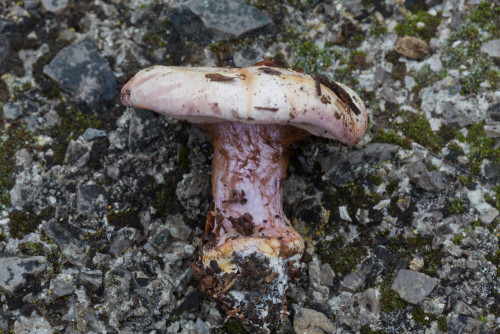 Cortinariaceae_Cortinarius suaveolens 1-2.jpg